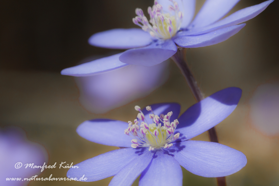 Leberblümchen ()_0009