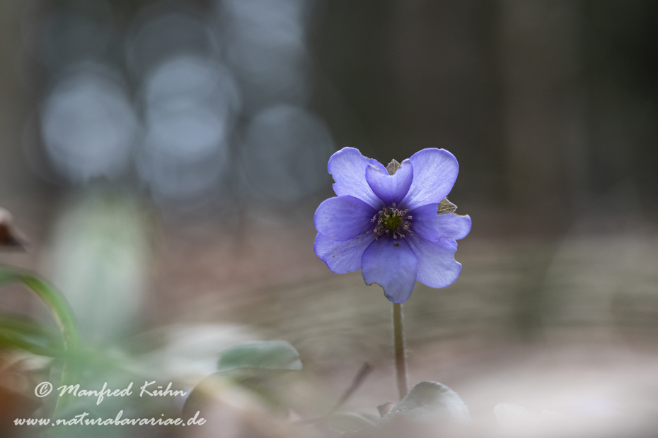 Leberblümchen ()_0023
