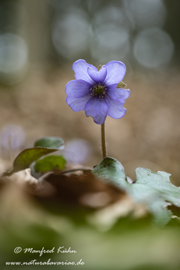 Leberblümchen ()_0024