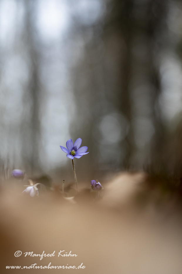 Leberblümchen ()_0038