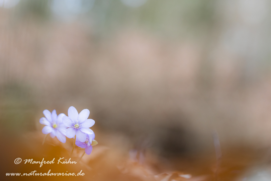 Leberblümchen ()_0050