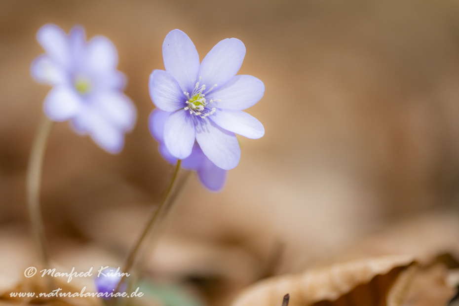 Leberblümchen ()_0058