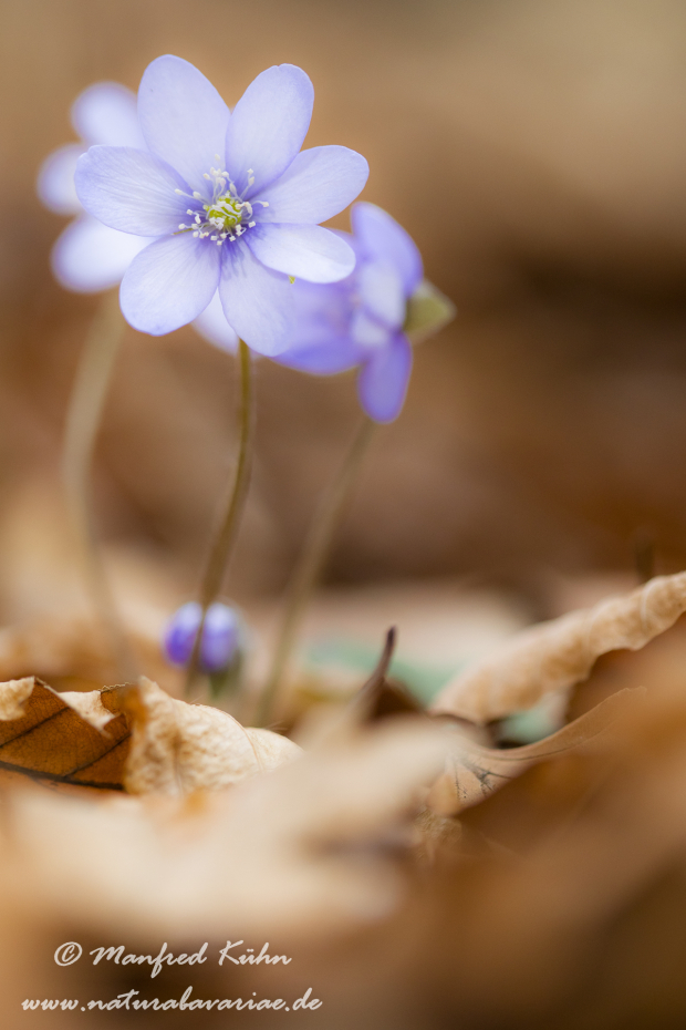 Leberblümchen ()_0059