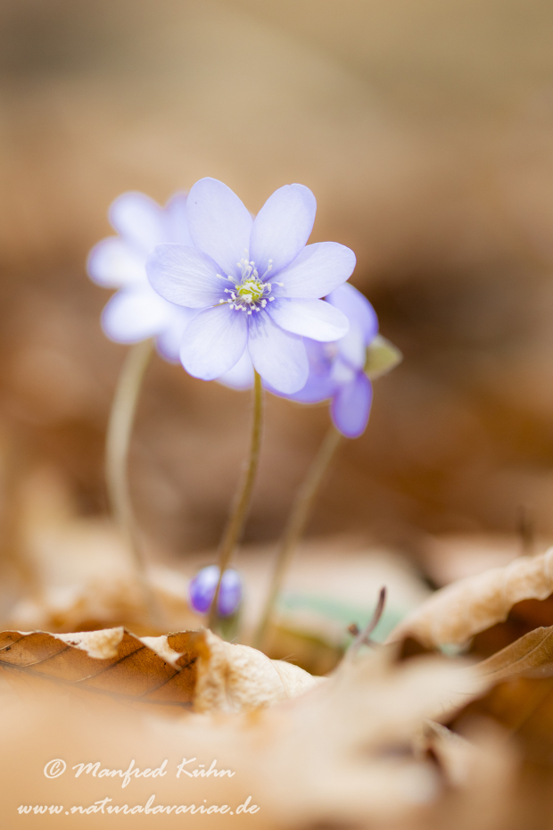 Leberblümchen ()_0060