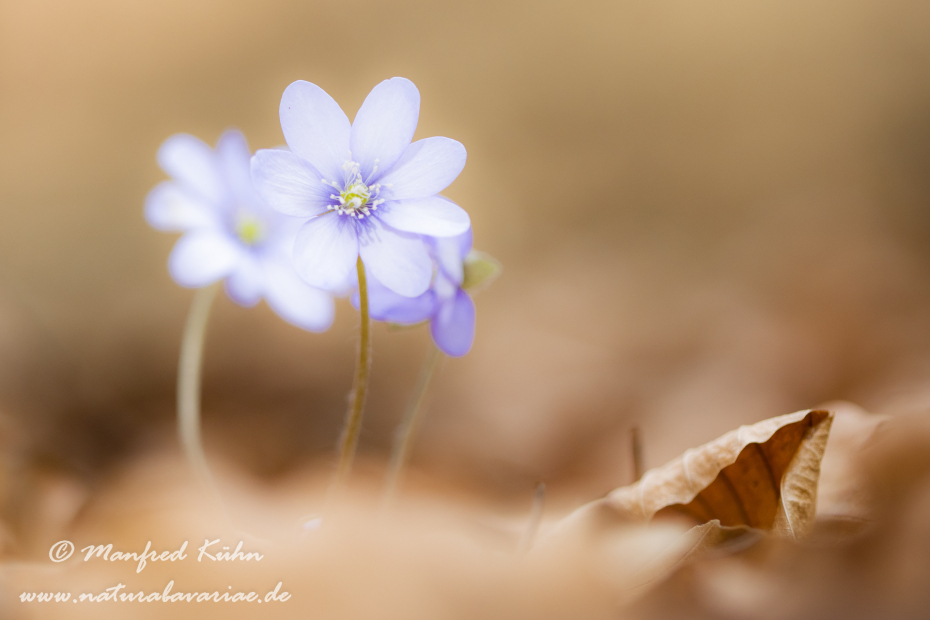 Leberblümchen ()_0061