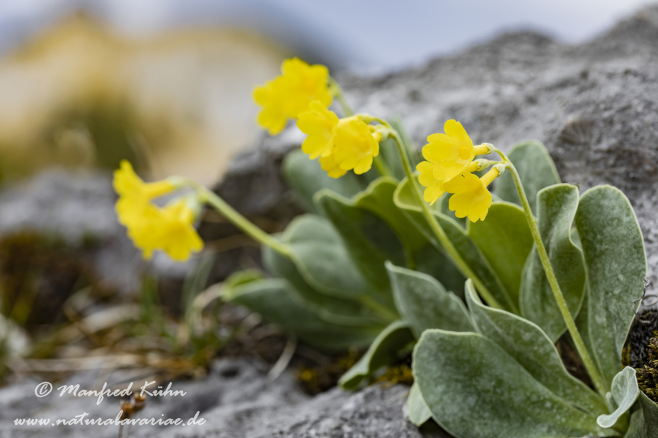 Aurikel ()_0021