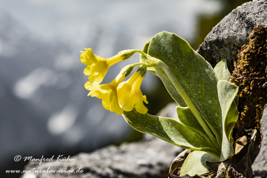 Aurikel ()_0022