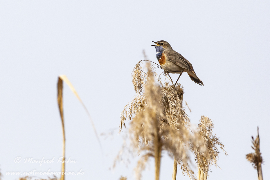 Blaukehlchen ()_0015
