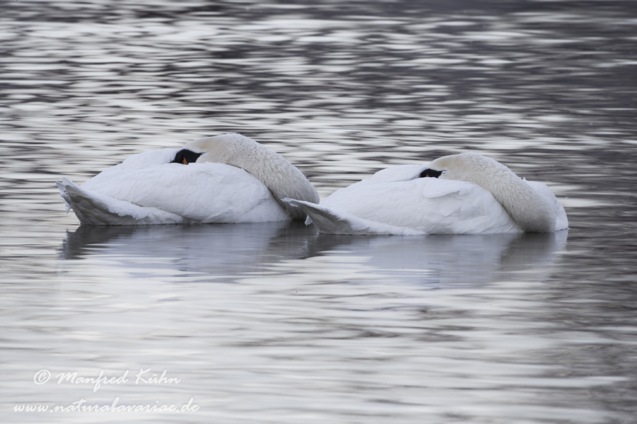 Höckerschwan ()_0168