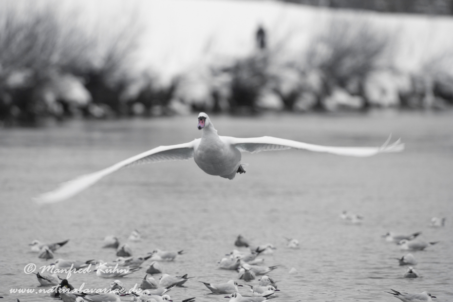 Höckerschwan ()_0170