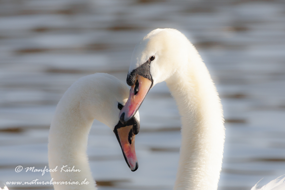 Höckerschwan ()_0180