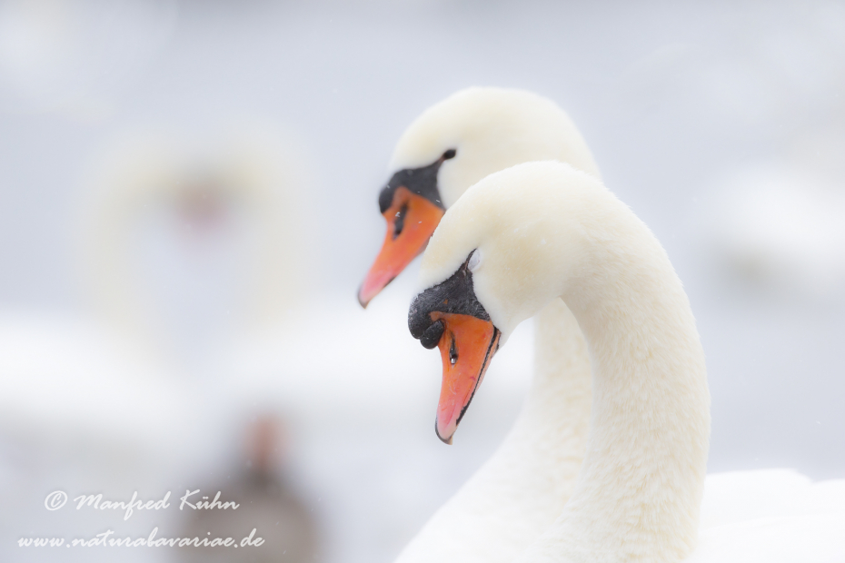 Höckerschwan ()_0182