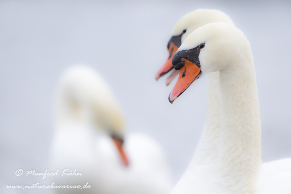 Höckerschwan ()_0183