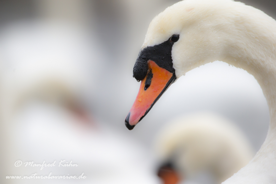 Höckerschwan ()_0184