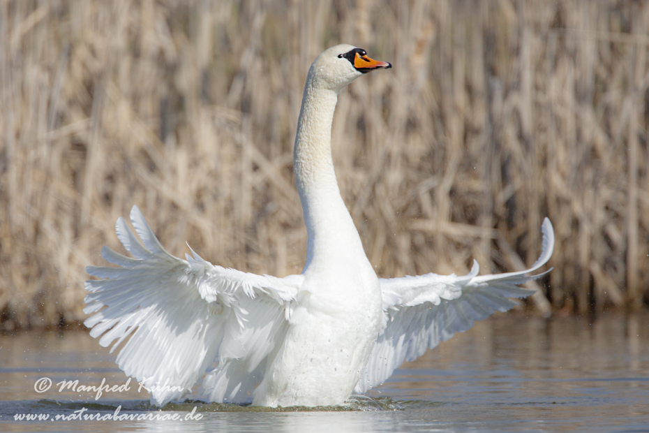 Höckerschwan ()_0191