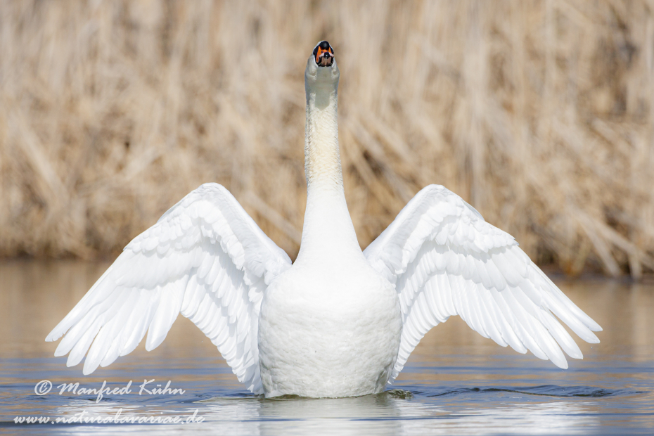 Höckerschwan ()_0195