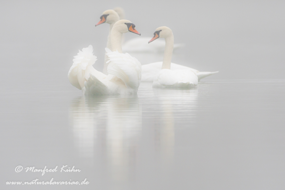 Höckerschwan ()_0215
