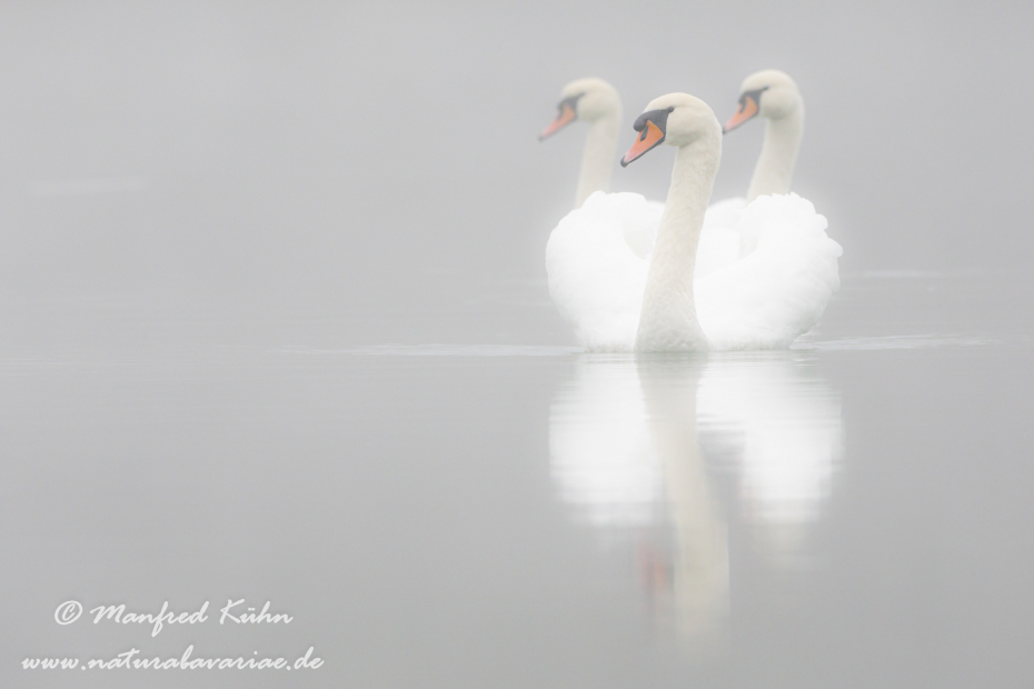 Höckerschwan ()_0220