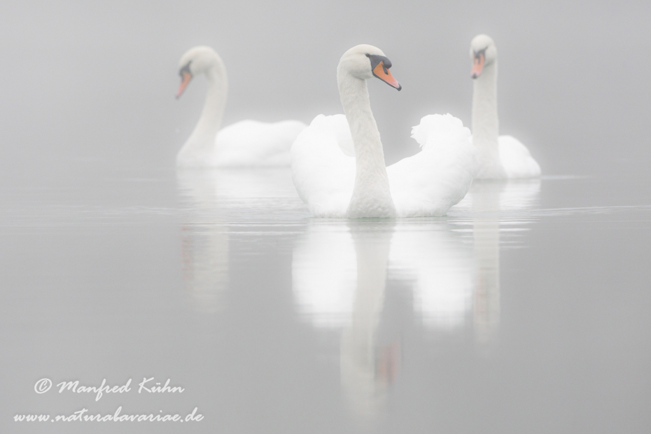 Höckerschwan ()_0229