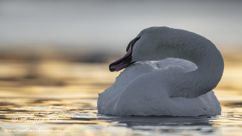 Höckerschwan ()_0164