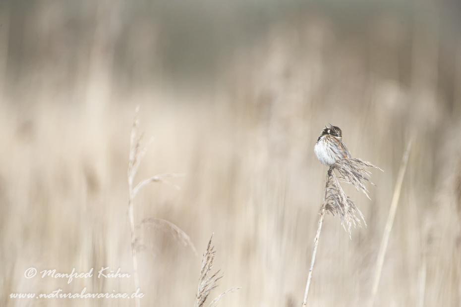 Rohrammer ()_0026