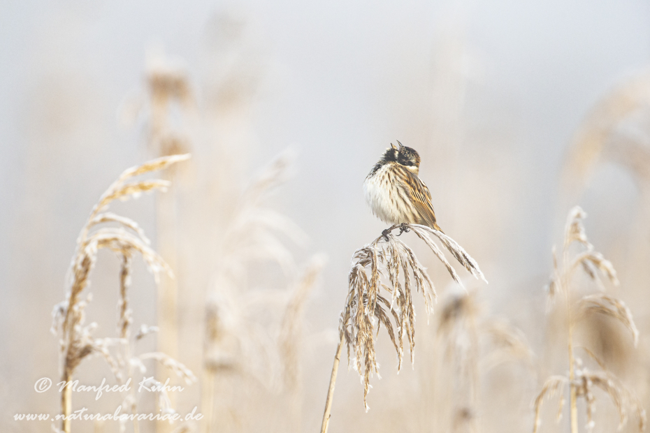 Rohrammer ()_0030