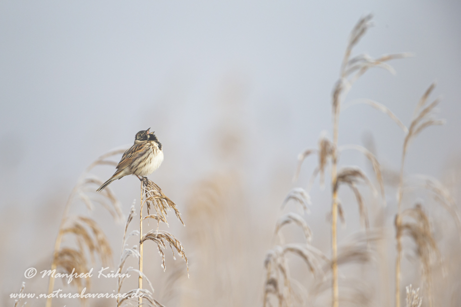 Rohrammer ()_0033