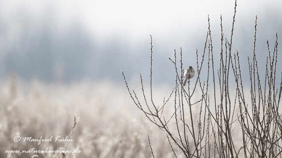 Rohrammer ()_0040