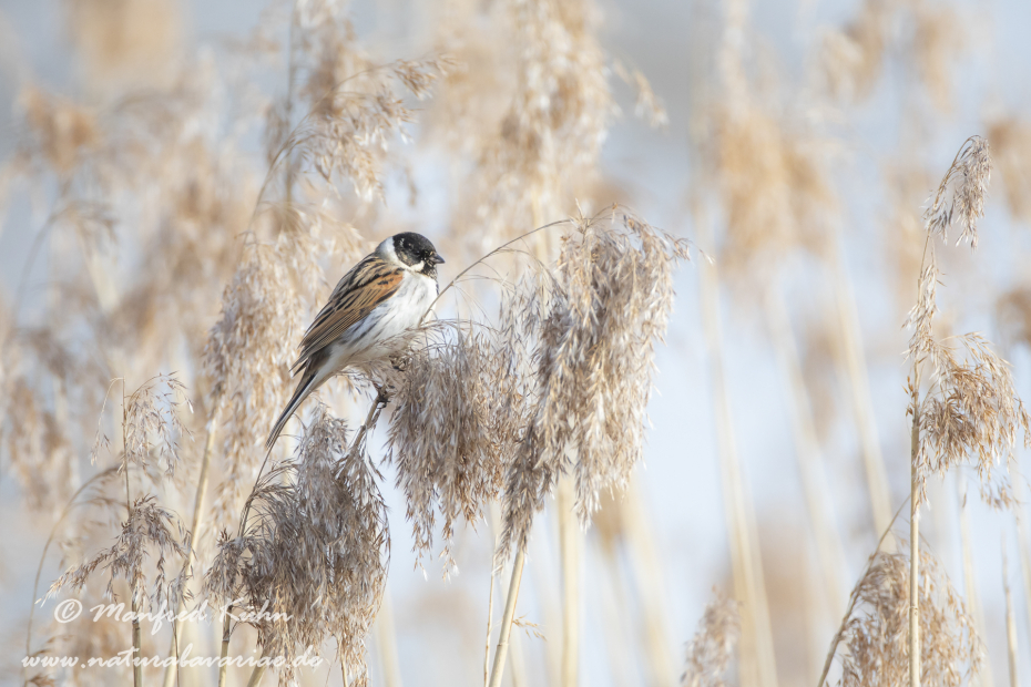 Rohrammer ()_0042