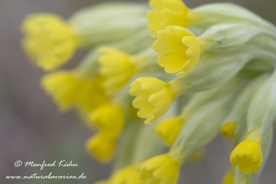 Schluesselblume (Echte)_0002
