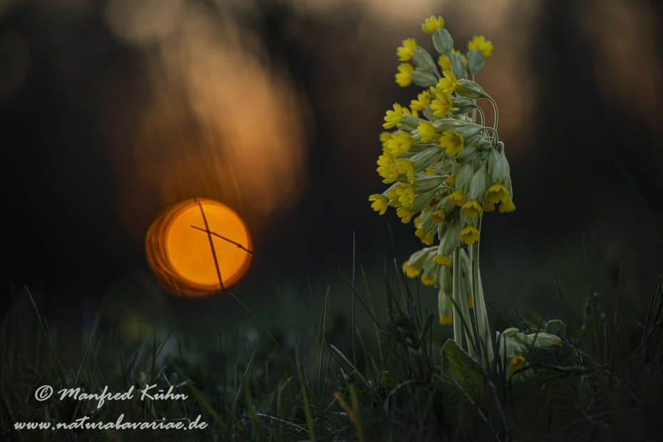 Schluesselblume (Echte)_0003