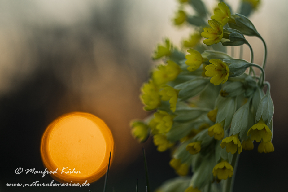 Schluesselblume (Echte)_0004