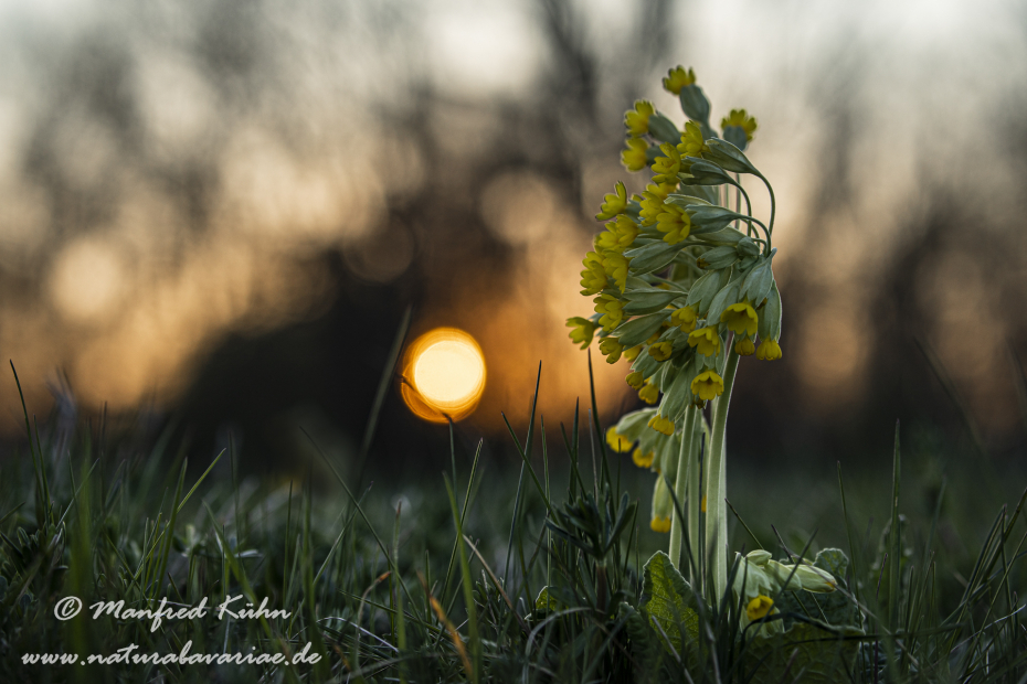 Schluesselblume (Echte)_0008