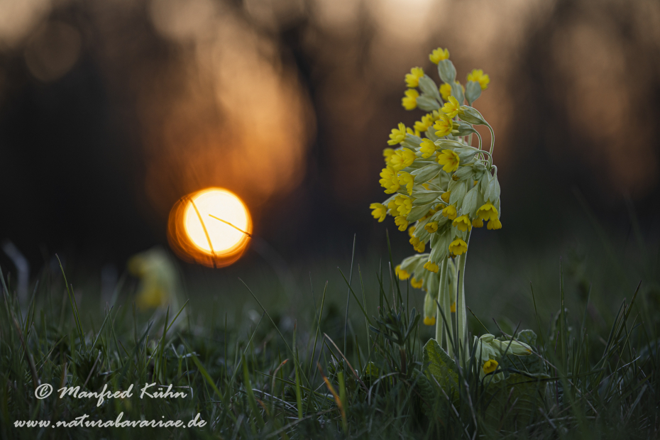 Schluesselblume (Echte)_0016