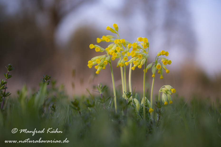 Schluesselblume (Echte)_0026