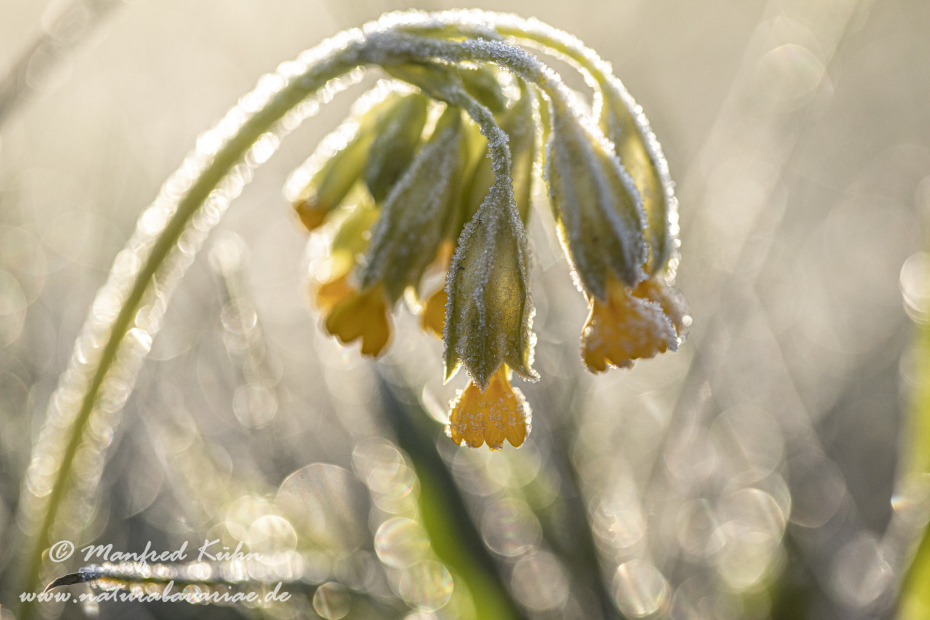 Schluesselblume (Echte)_0032