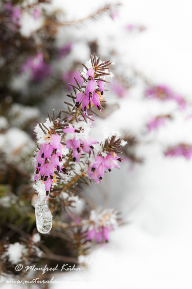 Schneeheide (Erika)_0048