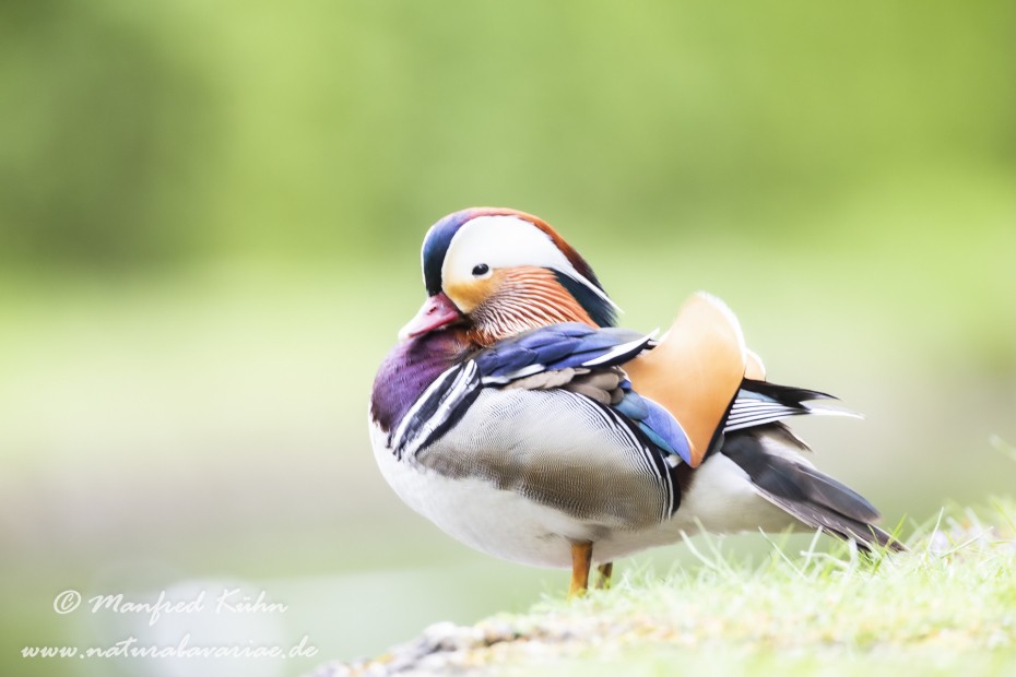Mandarinente ()_0050