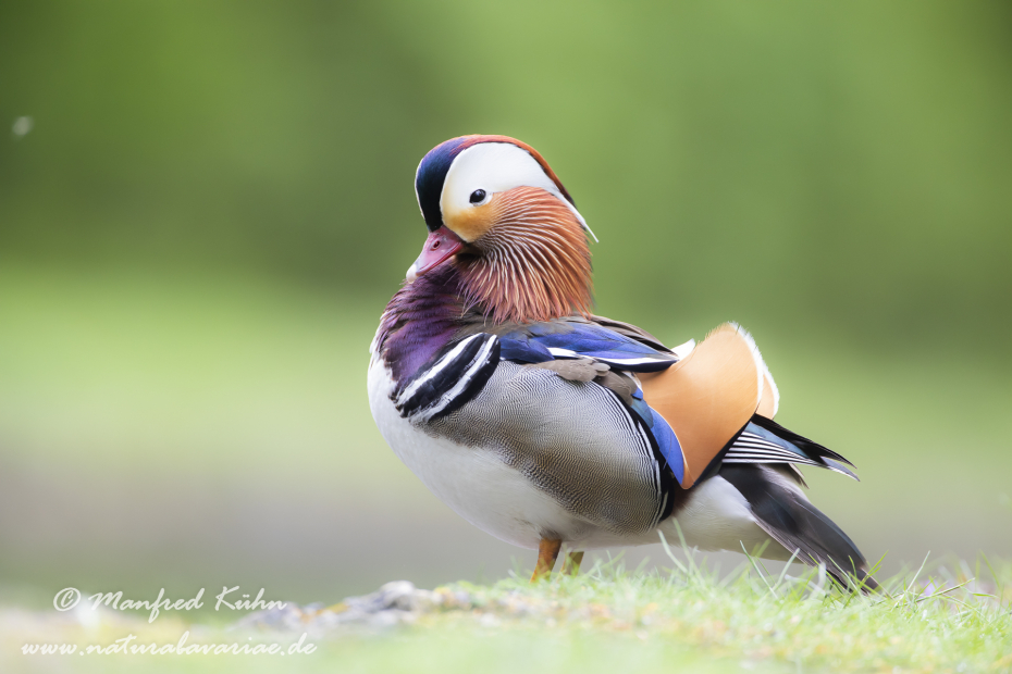 Mandarinente ()_0056