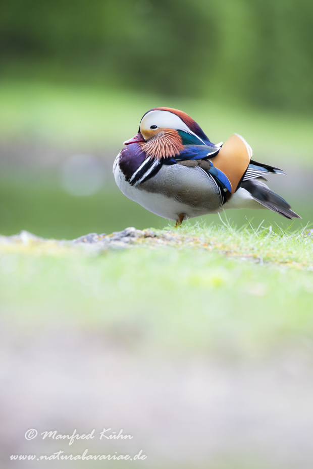 Mandarinente ()_0061