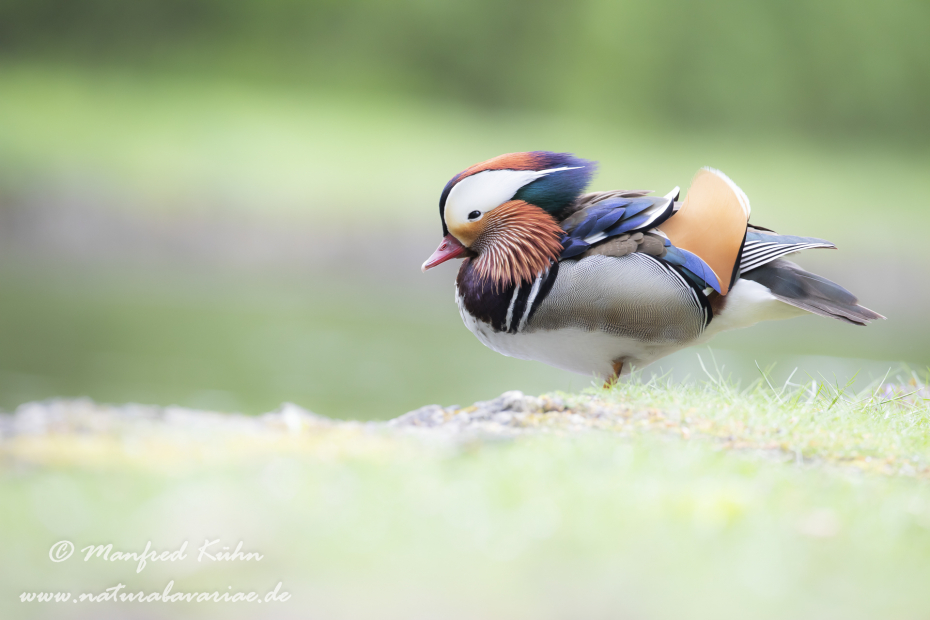 Mandarinente ()_0063