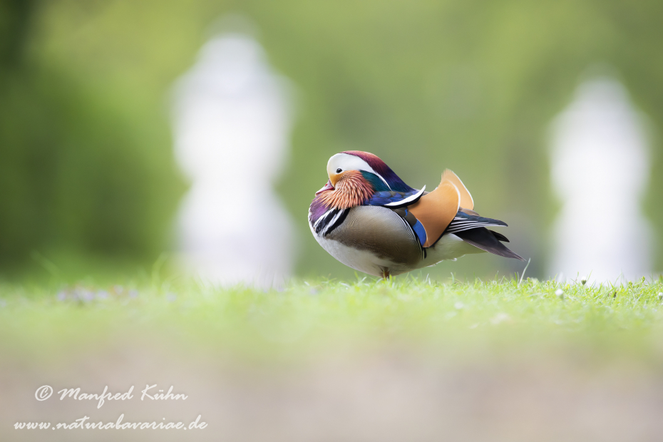Mandarinente ()_0071
