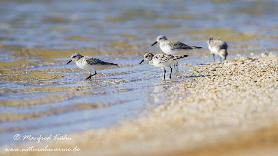Sanderling ()_0021