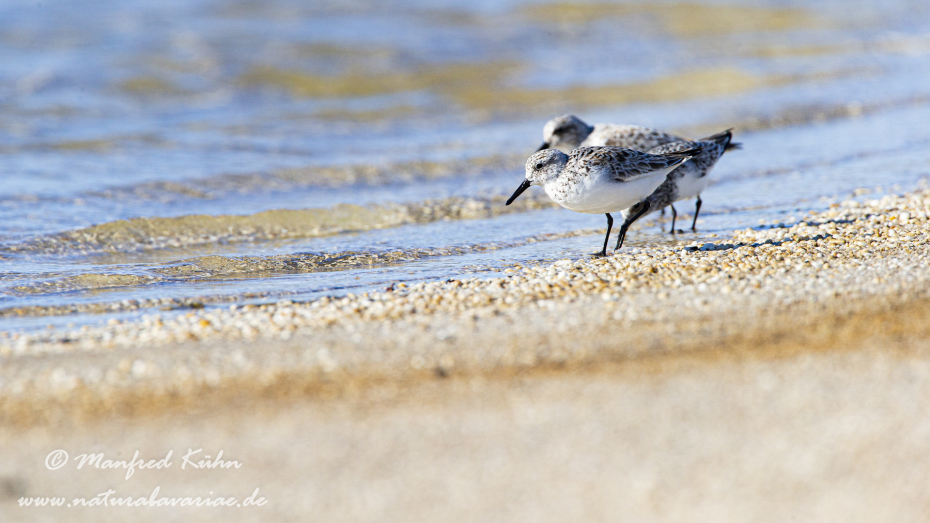 Sanderling ()_0025