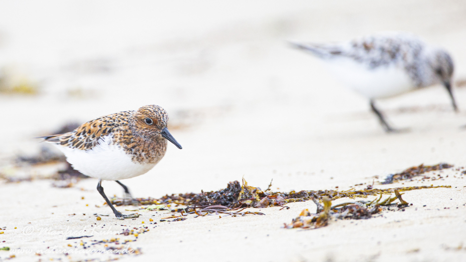 Sanderling ()_0026