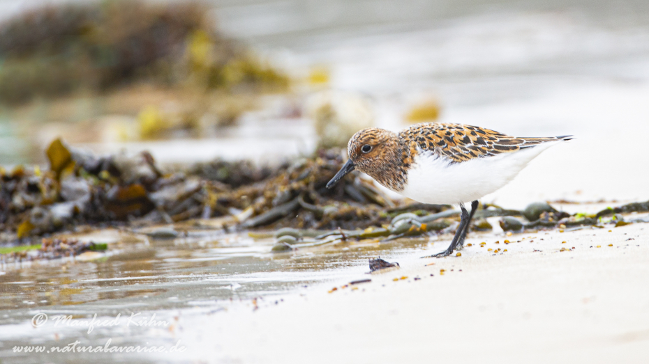 Sanderling ()_0027
