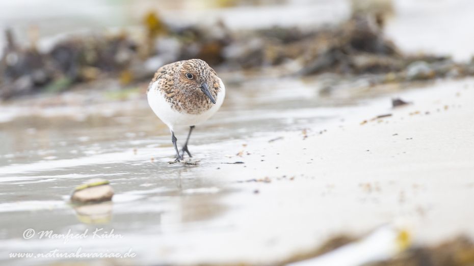 Sanderling ()_0028