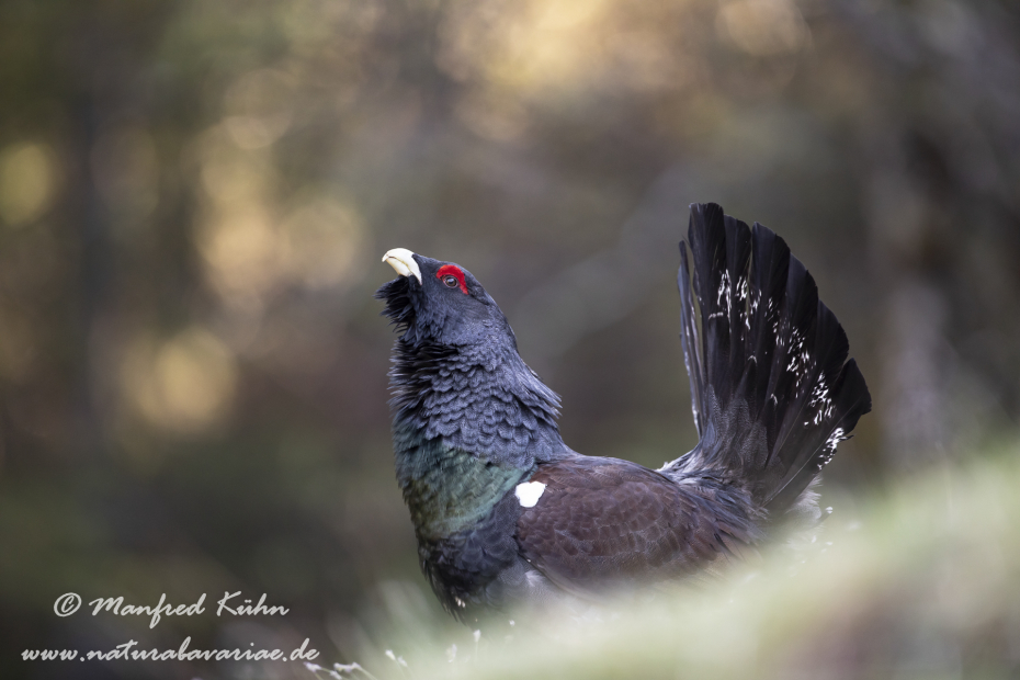 Auerhuhn ()_0069