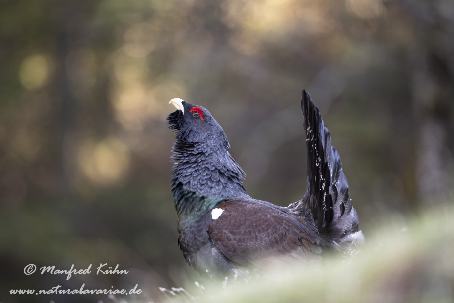 Auerhuhn ()_0072
