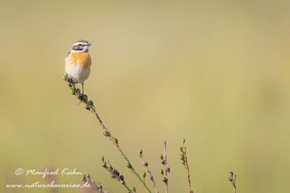 Braunkehlchen ()_0001